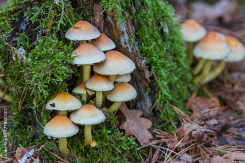 Pilzgruppe am Baumstamm im Wald