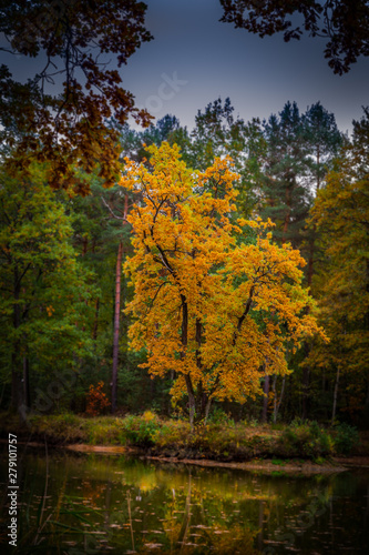 Baum mit gelben Blättern im Herbst