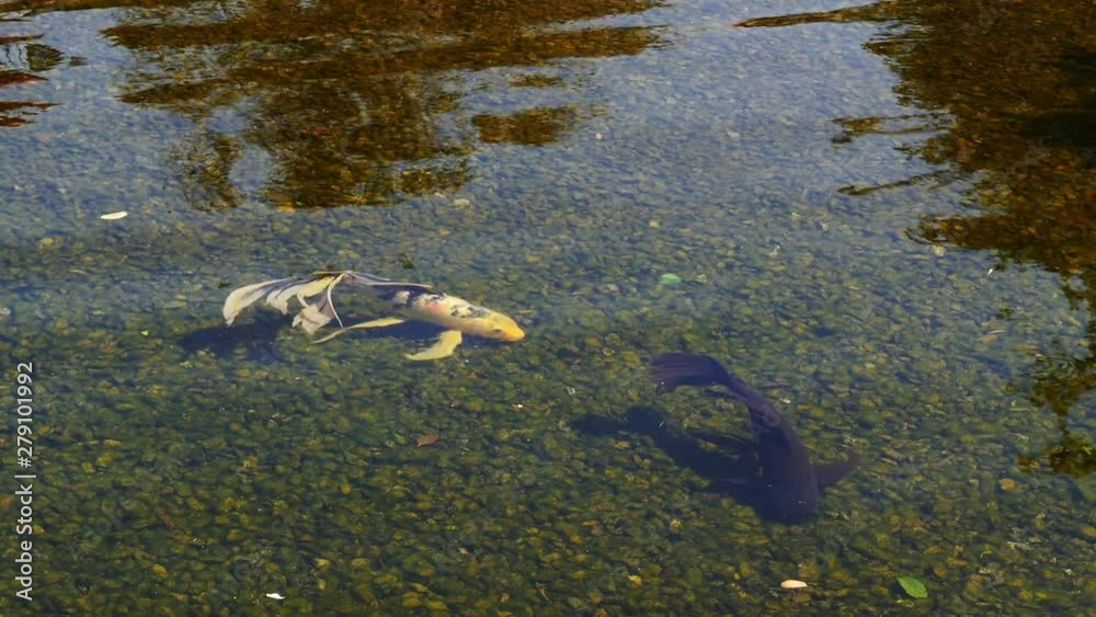 Two Koi fish swimming in pond. Two Koi fish swimming in pond.