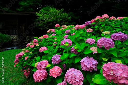 Wallpaper Mural 紫陽花と水車小屋 Torontodigital.ca