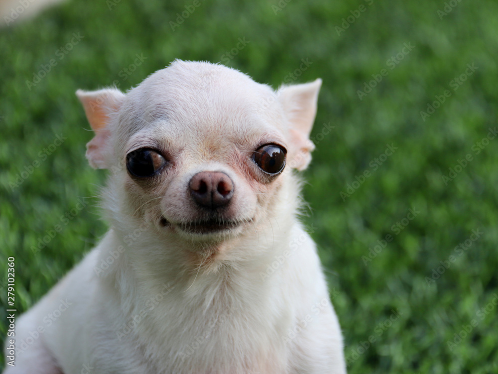 Funny hotsell chihuahua faces