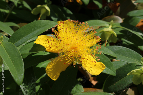 Hypericum Perforatum photo