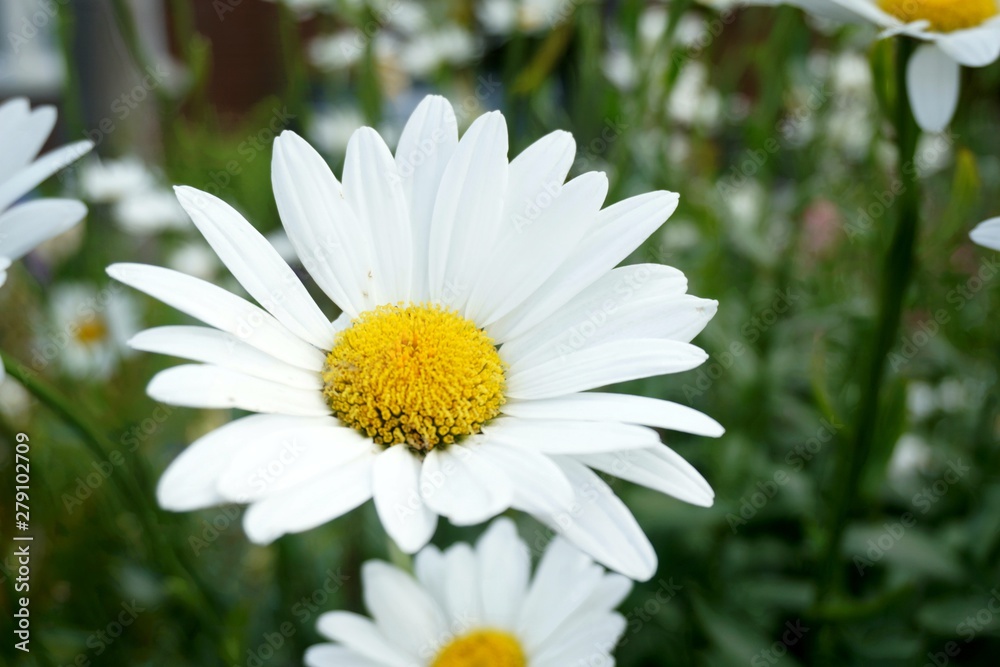 Fototapeta premium daisies in the garden