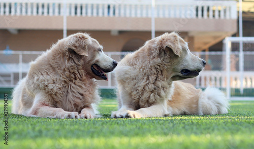 Photography Two golden retriever dogs lay down on the green grass , turn their faces to to same direction at the same time