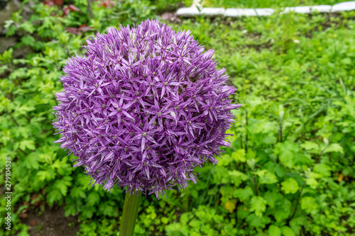 Fototapeta Naklejka Na Ścianę i Meble -  Allium giganteum, common name giant onion