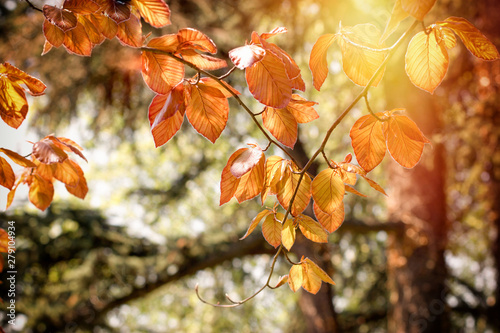 Beautiful autumn leaves on tree lit by sunlight 
