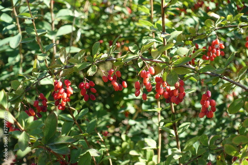 Arch like branch of common barberry with red berries in autumn photo