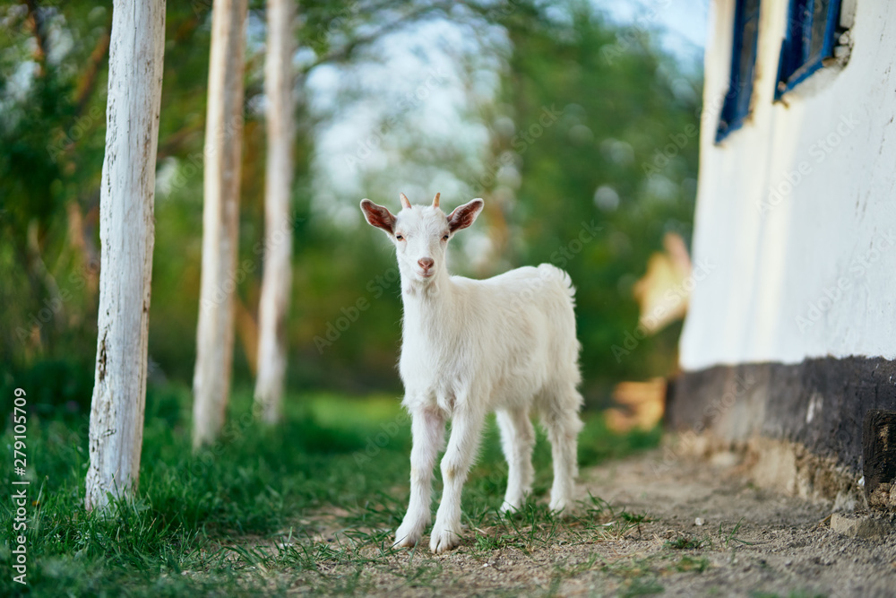 Fototapeta premium white goat on a farm