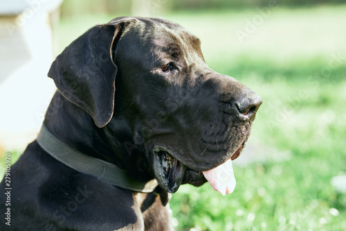 portrait of a dog