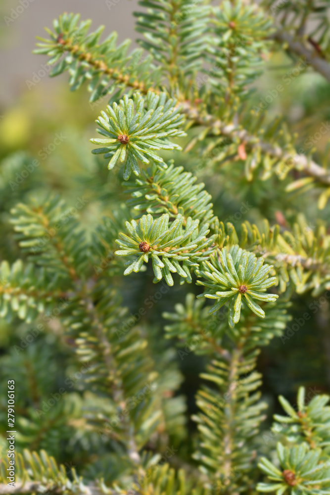 Blue Emperor Korean Fir