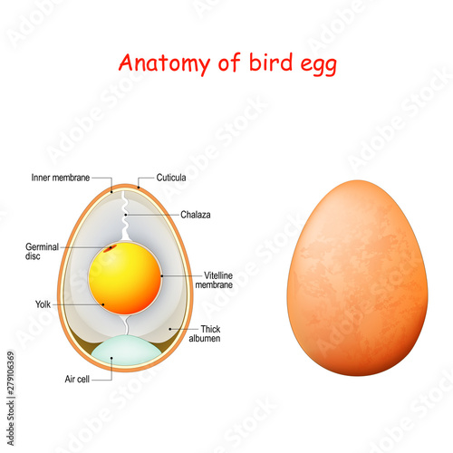 Anatomy of bird egg. Schematic of a chicken egg photo
