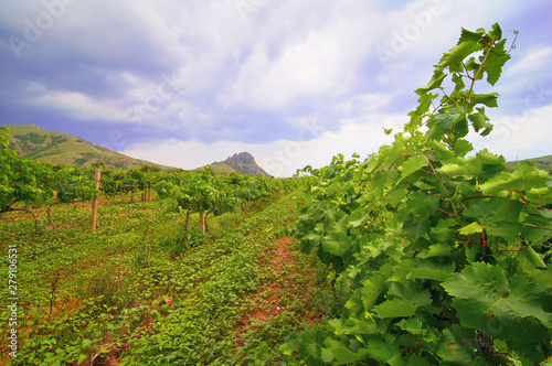 Crimean vineyard in mountains at stormy weather