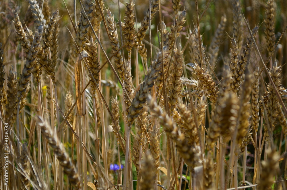 Fototapeta premium Golden ears of wheat on the field