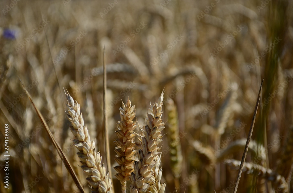 Fototapeta premium Golden ears of wheat on the field