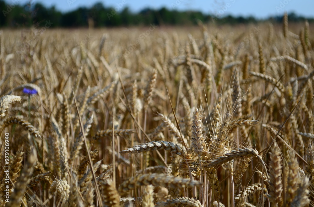 Fototapeta premium Golden ears of wheat on the field
