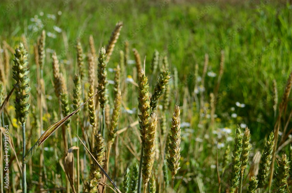 Golden ears of wheat on the field Golden ears of wheat on the field