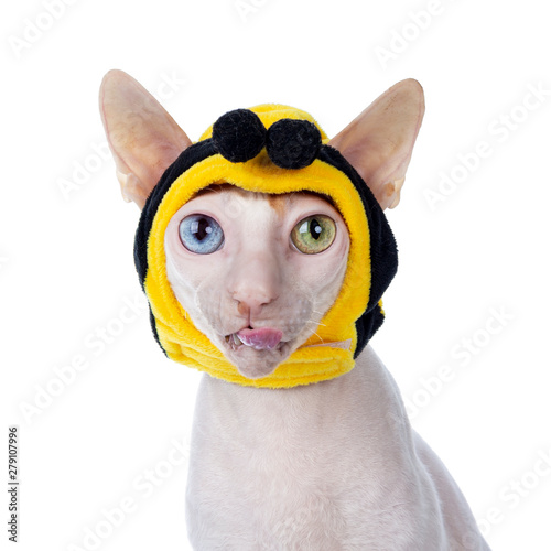 Fotografie Funny head shot of odd eyed Cornish Rex cat, wearing bee mask