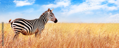 Zebra in the African savannah. Serengeti National Park. Africa. Tanzania. Wide format.