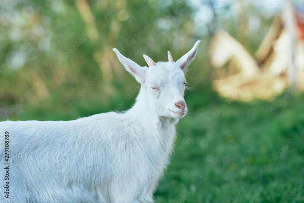 white goat on a meadow white goat on a meadow