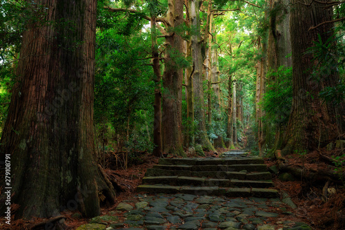 Old Japanese cypress forest
