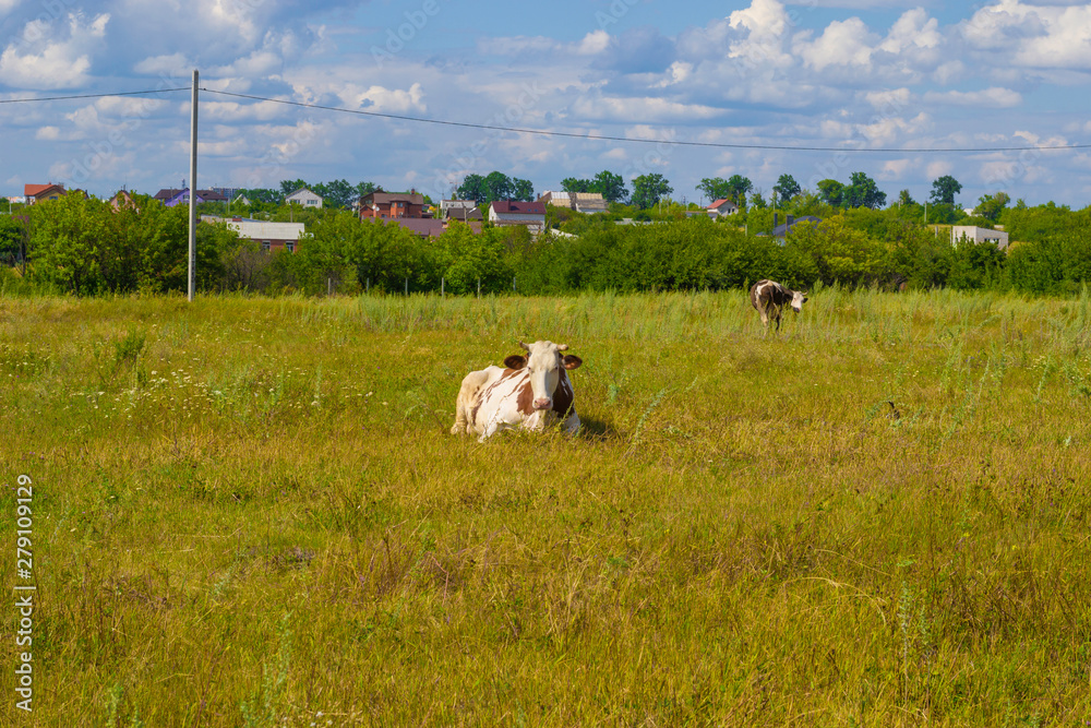 Obraz premium cow is grazed on a green meadow. Sunny day. Green grass