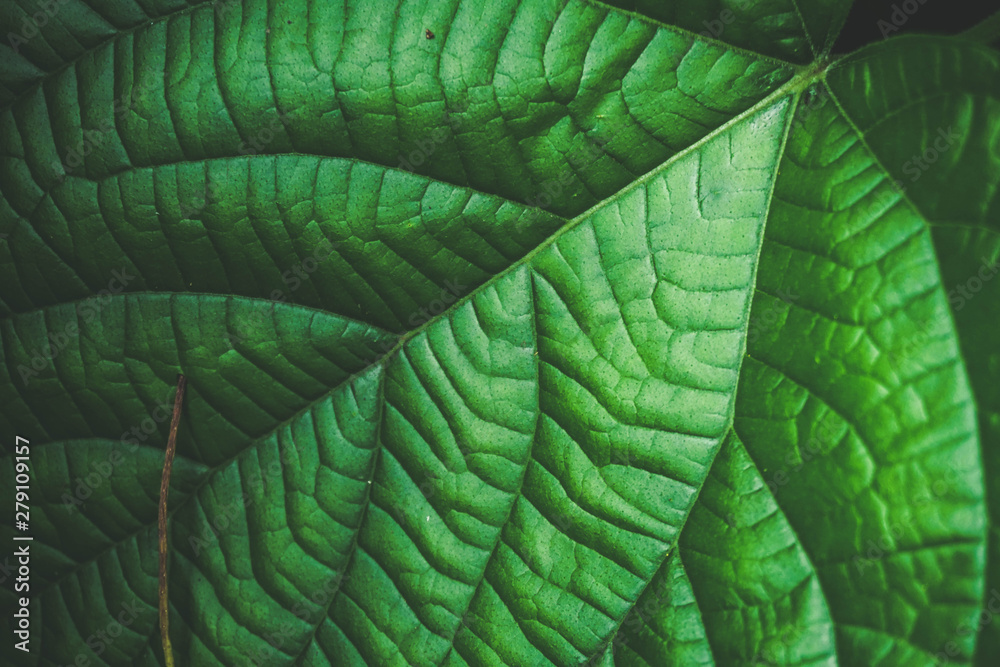 Fototapeta premium Green leaf/leaves background