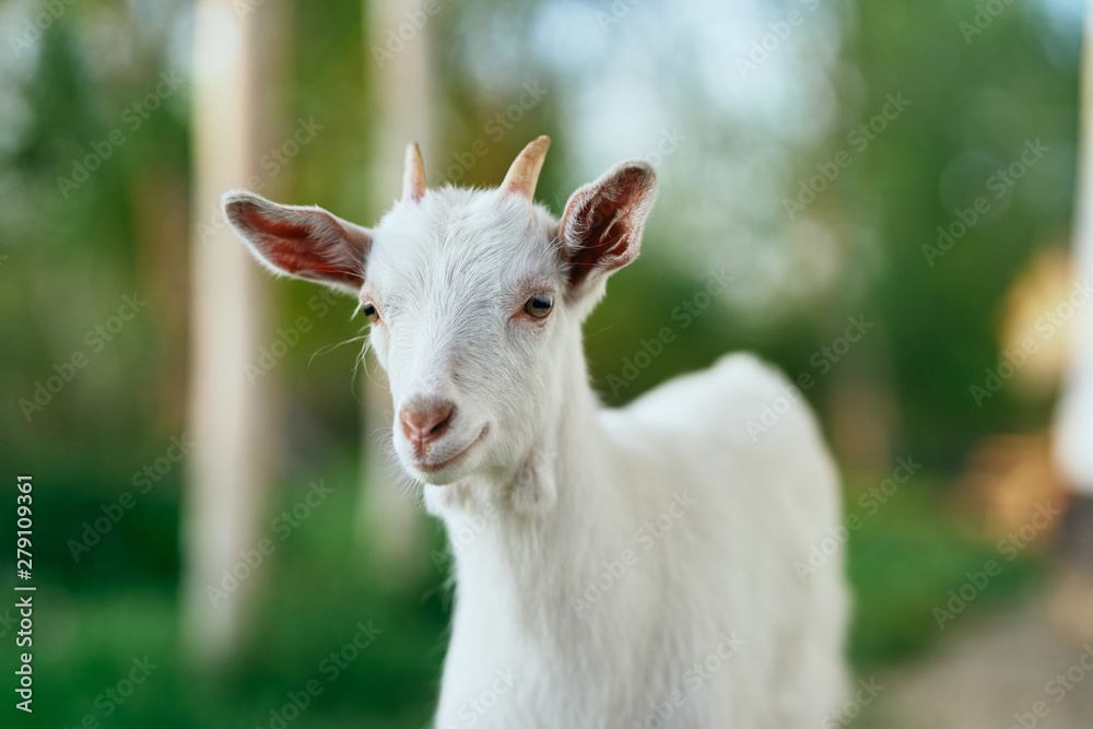 white goat on the meadow