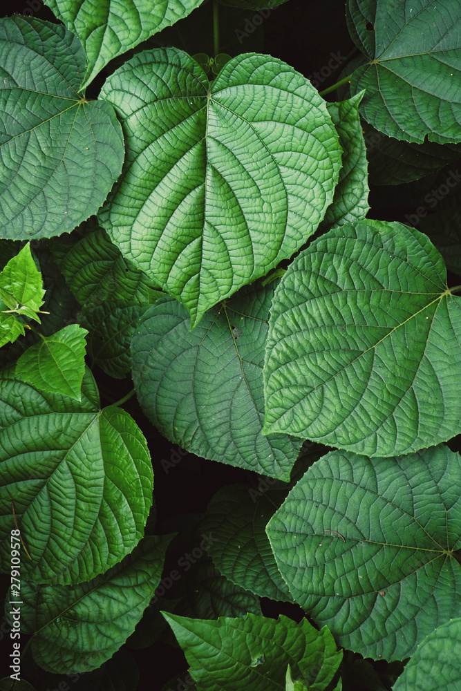 Green leaf/leaves background Green leaf/leaves background