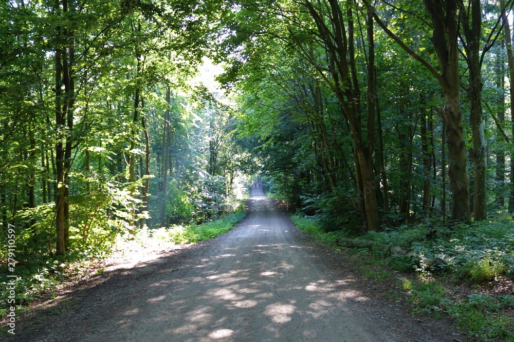Beautiful forest road in Slagelse, Denmark.