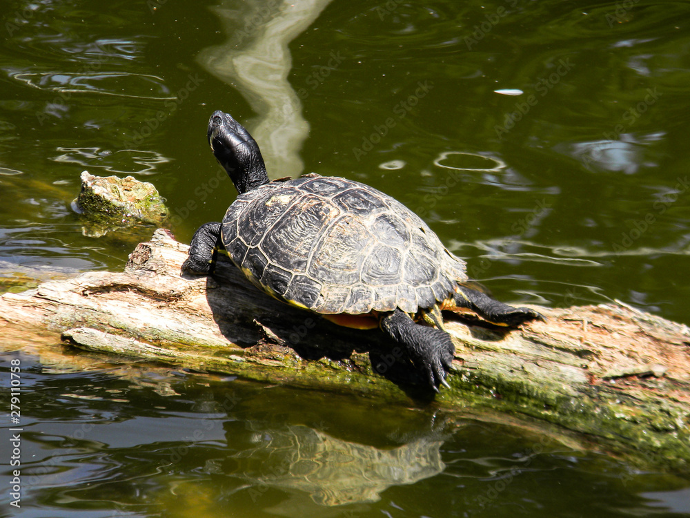 Obraz premium The image of tortoise on tree which floating on lake in zoo, Vienna, Austria.