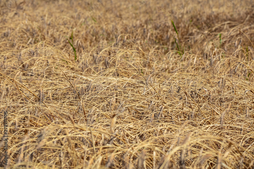Wheat field. Ears of golden wheat close up. Beautiful Nature Sunset Landscape. Rural Scenery under Shining Sunlight. Background of ripening ears of meadow wheat field. Rich harvest Concept Wheat field. Ears of golden wheat close up. Beautiful Nature Sunset Landscape. Rural Scenery under Shining Sunlight. Background of ripening ears of meadow wheat field. Rich harvest Concept