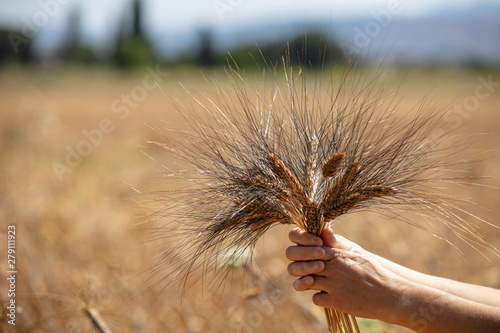 The agronomist in the wheat field holds ripe wheat bread wheat in his hands. The concept of farming.