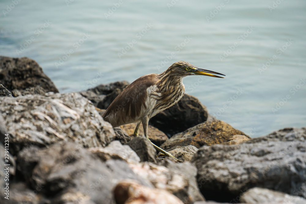 Chinese pond heron bird look for food by river Chinese pond heron bird look for food by river