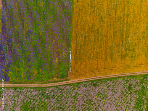 Obraz na płótnie Top down view of fields with various types of agriculture. Beautiful lavender fields. w salonie