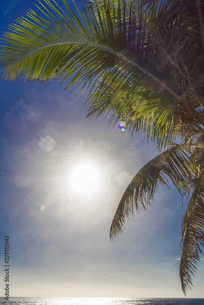 Fototapeta premium palm trees against blue sky