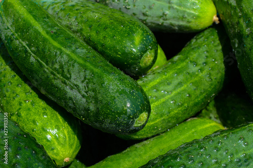 fresh homemade cucumbers on a sunny day  just picked  closeup vegetables