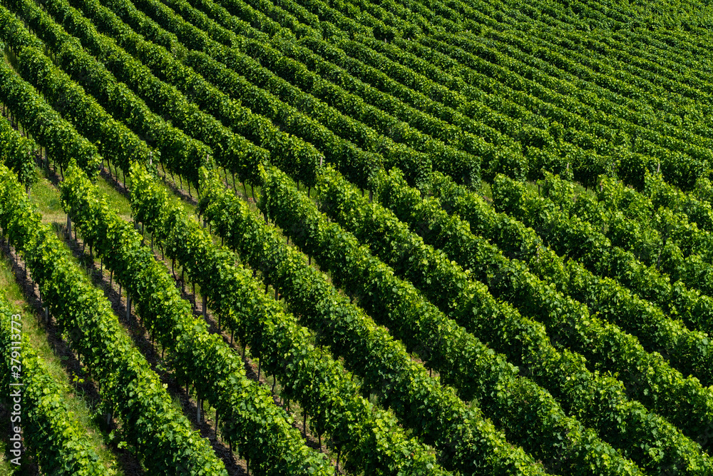 Accurate straight of a vineyard - agriculture - angled view