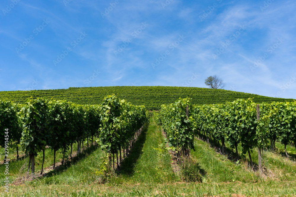 Looking into the accurate and straight lines of a vineyard, a hill and a lonely tree in the back