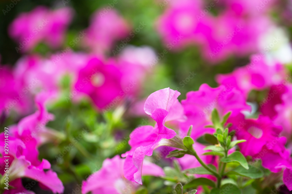 Petunia flowers on a bright sunny day on the lawn. Summer mood. Decoration of the garden. Macro