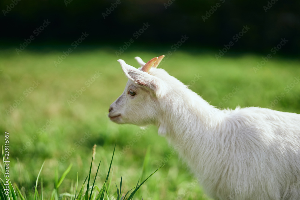Obraz premium goat on green grass