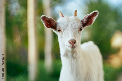 white goat in the farm