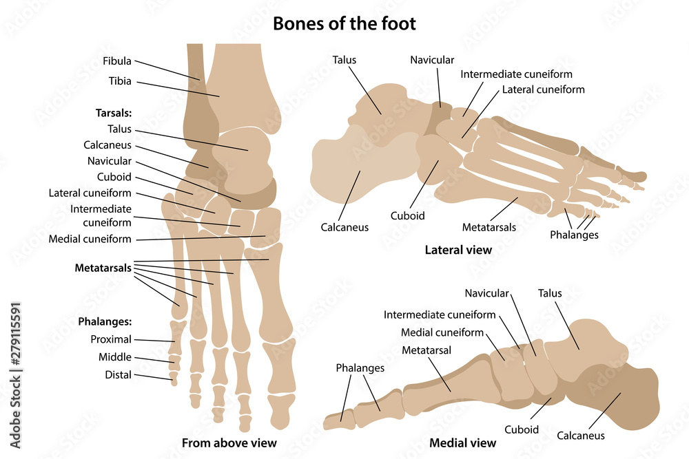 Bones of the foot with main parts labeled. From above, lateral and ...