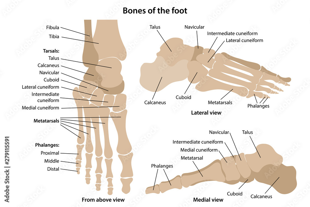 Bones of the foot with main parts labeled. From above, lateral and medial  views. Vector illustration in flat style over white background. Stock  Vector | Adobe Stock