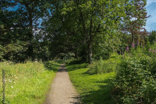 Mature Scottish Trees in Summer and a Footpath running through the centre of the image