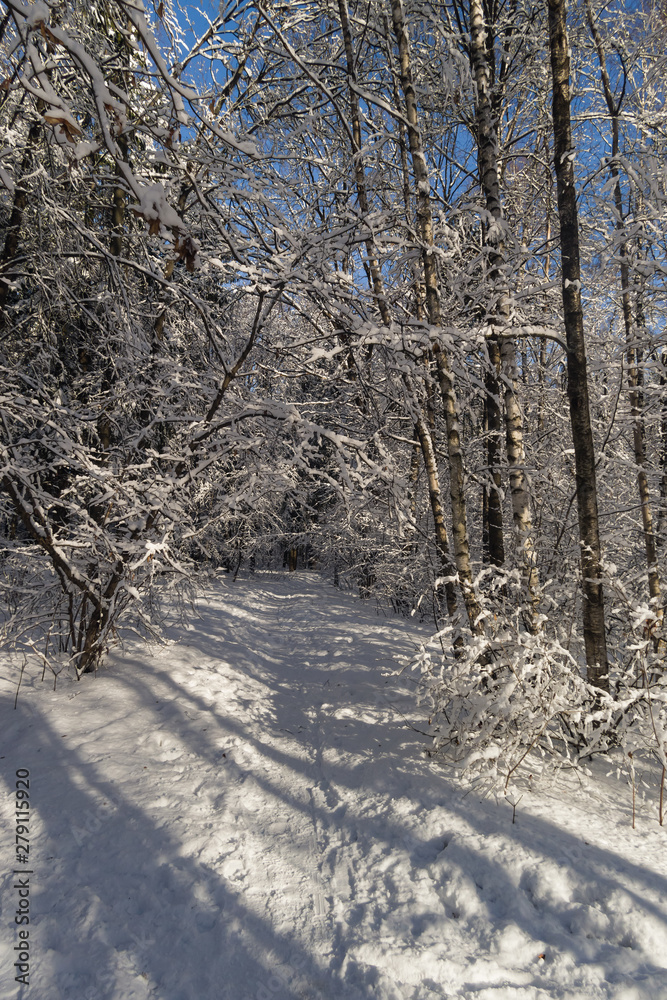 Obraz premium Russian winter background with tree branches in snow, selective focus