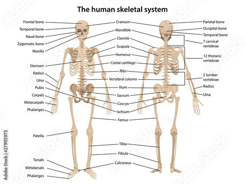 Human skeleton in front and back views with main parts labeled. Vector illustration in flat style over white background.