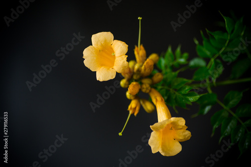 Blooming curly flower kampsis on a branch, black background. photo