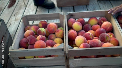 Wooden crates of peaches being shifted around on a flatbed trailer. photo