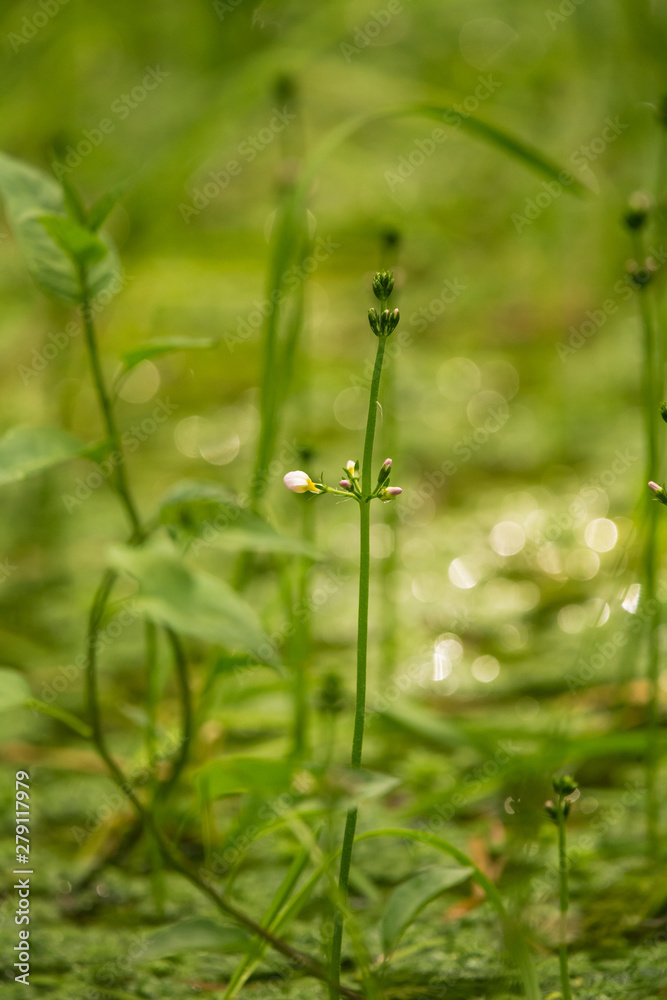 Beautiful white water violet bach flowers blossoming in the forest pond. Natural herb growing in water with flowers. Beautiful white water violet bach flowers blossoming in the forest pond. Natural herb growing in water with flowers.
