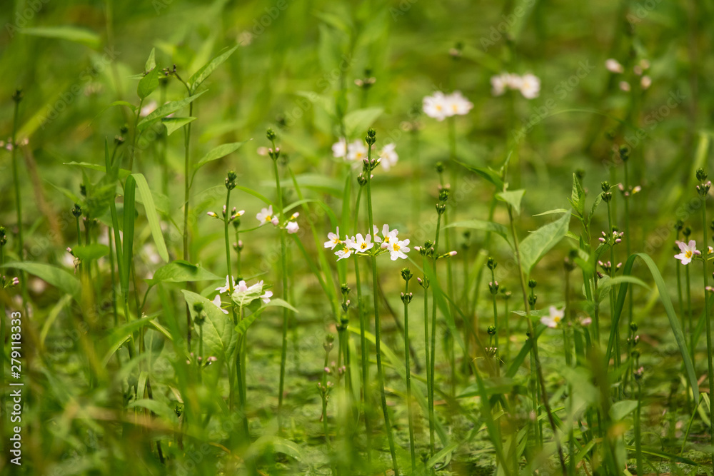 Beautiful white water violet bach flowers blossoming in the forest pond. Natural herb growing in water with flowers. Beautiful white water violet bach flowers blossoming in the forest pond. Natural herb growing in water with flowers.